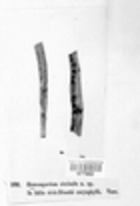 Heterosporium circinale image